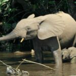 Douala Day Tour: Douala-Edéa Wildlife Reserve